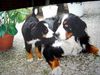 Berner Sennenhund Foto: Kl Henry,9 Wochen und Joschi 11 Jahre (ID 29178) Berner Sennenhund Hund