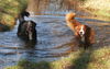Berner Sennenhund Foto: Mr.Monk (li.) und Lea (ID 37649) Berner Sennenhund Hund