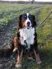 Berner Sennenhund Foto: Hallo liebe Hundefreunde, ich heiße ONA (ID 17997) Berner Sennenhund Hund