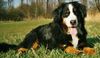 Berner Sennenhund Foto: Mein Goldschatz Oscar (24.02.1997-04.12.2003) (ID 34102) Berner Sennenhund Hund