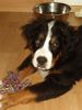 Berner Sennenhund Foto: Otto mit seinem Lieblingsspielzeug (ID 26885) Berner Sennenhund Hund