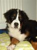 Berner Sennenhund Foto: Otto (ID 26886) Berner Sennenhund Hund