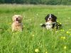 Berner Sennenhund Foto: Buddy (li.) + Eddi (ID 18030) Berner Sennenhund Hund