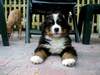 Berner Sennenhund Foto: tinus (ID 918) Berner Sennenhund Hund
