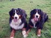 Berner Sennenhund Foto: Die Bernerrasselbande von der Alfenhard (ID 39265) Berner Sennenhund Hund