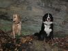Berner Sennenhund Foto: Eddi und Buddy (ID 16295) Berner Sennenhund Hund
