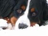 Berner Sennenhund Foto: Eddi im Schnee (ID 17357) Berner Sennenhund Hund