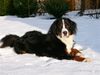 Berner Sennenhund Foto: Eddi im Schnee (ID 17358) Berner Sennenhund Hund