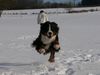 Berner Sennenhund Foto: Eddi - Ich fliiiiegeee !! (ID 20988) Berner Sennenhund Hund