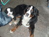 Berner Sennenhund Foto: Asco und Zeus (ID 40896) Berner Sennenhund Hund