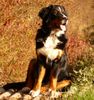 Berner Sennenhund Foto: Annika aus dem Rööpeland (ID 44365) Berner Sennenhund Hund