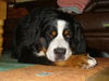 Berner Sennenhund Foto: Silvesternachwehen (ID 40736) Berner Sennenhund Hund