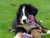 Berner Sennenhund Foto: Connor-Jamie.......13 Wochen alt (ID 34962) Berner Sennenhund Hund