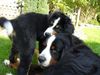 Berner Sennenhund Foto: Connor-Jamie und Max (ID 34963) Berner Sennenhund Hund