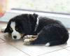 Berner Sennenhund Foto: GoldDust (ID 41152) Berner Sennenhund Hund
