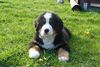 Berner Sennenhund Foto: GoldDust (ID 41148) Berner Sennenhund Hund