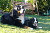 Berner Sennenhund Foto: GoldDust (ID 41150) Berner Sennenhund Hund
