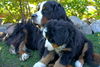 Berner Sennenhund Foto: GoldDust (ID 41151) Berner Sennenhund Hund