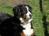 Berner Sennenhund Foto: Romeo von Orsanka (ID 42080) Berner Sennenhund Hund