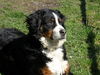 Berner Sennenhund Hund