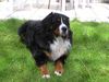 Berner Sennenhund Foto: Wir werden Dich nicht vergessen ! (ID 16160) Berner Sennenhund Hund