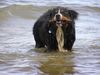 Berner Sennenhund Foto: Ben durfte nur 2 Jahre alt werden (ID 16159) Berner Sennenhund Hund