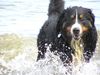 Berner Sennenhund Foto: Ben mußte uns verlassen (ID 16158) Berner Sennenhund Hund
