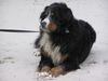 Berner Sennenhund Foto: In Gedenken an Ben (ID 16156) Berner Sennenhund Hund