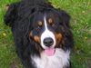 Berner Sennenhund Foto: Ben mußte über die Regenbogenbrücke (ID 16155) Berner Sennenhund Hund