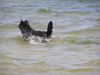 Berner Sennenhund Foto: Ben - Er liebte das Wasser (ID 16157) Berner Sennenhund Hund