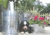 Berner Sennenhund Hund