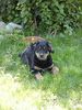 Berner Sennenhund Foto: Bella 11 Wochen (ID 12843) Berner Sennenhund Hund