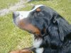 Berner Sennenhund Foto: Kenney von Wiesmadern (ID 8653) Berner Sennenhund Hund