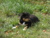 Berner Sennenhund Foto: sam,11 wochen (ID 39471) Berner Sennenhund Hund