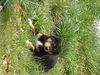 Berner Sennenhund Foto: unser SAM ! (ID 39463) Berner Sennenhund Hund
