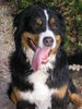 Berner Sennenhund Foto: Berner Sennenhündin (ID 26591) Berner Sennenhund Hund