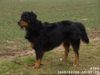 Berner Sennenhund Foto: Unser Dex 1 1/2 Jahre (ID 18466) Berner Sennenhund Hund