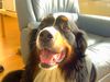 Berner Sennenhund Foto: boris (ID 19722) Berner Sennenhund Hund