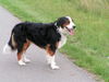 Berner Sennenhund Hund