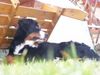 Berner Sennenhund Foto: Emily mit knapp 9 Monaten (ID 11732) Berner Sennenhund Hund