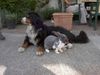 Berner Sennenhund Foto: Santo (ID 7307) Berner Sennenhund Hund