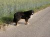 Berner Sennenhund Foto: Santo und der Wind (ID 7667) Berner Sennenhund Hund