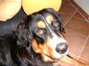 Berner Sennenhund Foto: Adonis - unser Held!! (ID 17874) Berner Sennenhund Hund