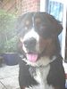Berner Sennenhund Foto: Das ist Sammy. Er ist jetzt 10 Monate alt (ID 4911) Berner Sennenhund Hund