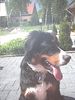 Berner Sennenhund Foto: Sammy 10 Monate alt (ID 4912) Berner Sennenhund Hund