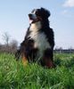 Berner Sennenhund Foto: Windig heute ...... (ID 37581) Berner Sennenhund Hund