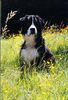 Berner Sennenhund Foto: Otto mit 11 Monaten (ID 33480) Berner Sennenhund Hund