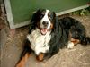 Berner Sennenhund Foto: Joschi mit 11 jahren (ID 5150) Berner Sennenhund Hund
