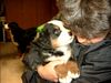 Berner Sennenhund Foto: Holst Du mich auch wirklich ab?Henry 5W. (ID 5275) Berner Sennenhund Hund