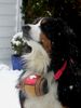 Berner Sennenhund Foto: Was ein Bernhardiner kann - kann ich auch... (ID 29813) Berner Sennenhund Hund